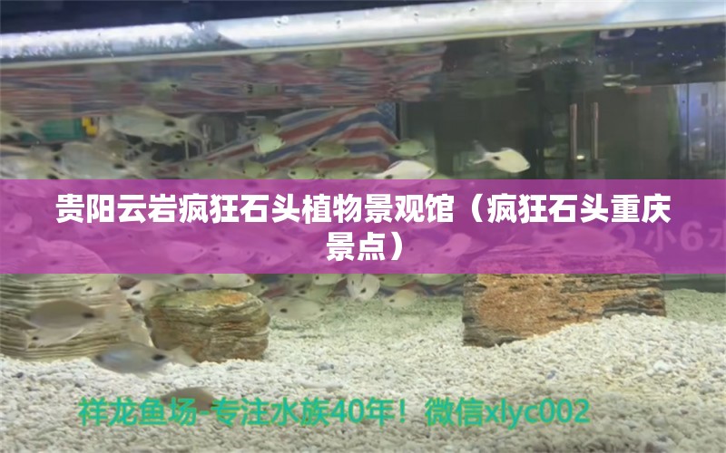 贵阳云岩疯狂石头植物景观馆（疯狂石头重庆景点） 全国水族馆企业名录