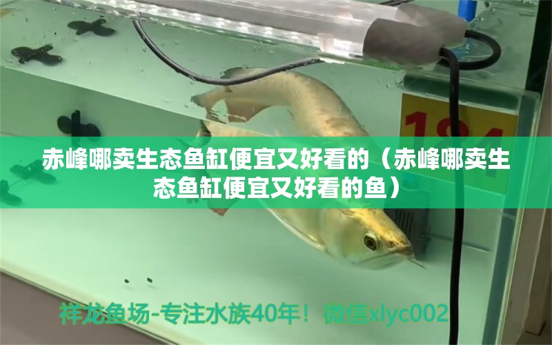 赤峰哪卖生态鱼缸便宜又好看的（赤峰哪卖生态鱼缸便宜又好看的鱼） 祥龙水族医院