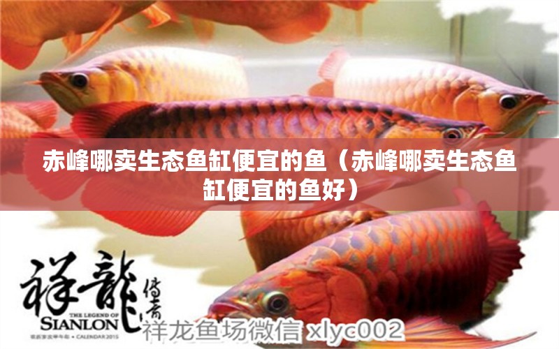 赤峰哪卖生态鱼缸便宜的鱼（赤峰哪卖生态鱼缸便宜的鱼好）
