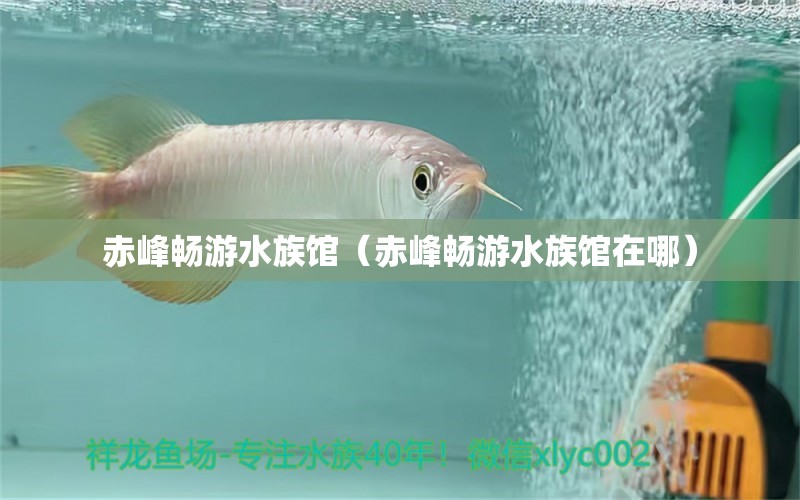 赤峰畅游水族馆（赤峰畅游水族馆在哪） 全国水族馆企业名录