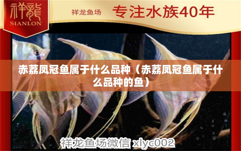 赤荔凤冠鱼属于什么品种（赤荔凤冠鱼属于什么品种的鱼） 赤荔凤冠鱼
