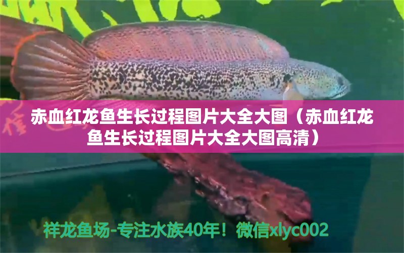 赤血红龙鱼生长过程图片大全大图（赤血红龙鱼生长过程图片大全大图高清）