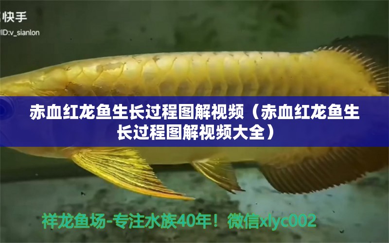 赤血红龙鱼生长过程图解视频（赤血红龙鱼生长过程图解视频大全）
