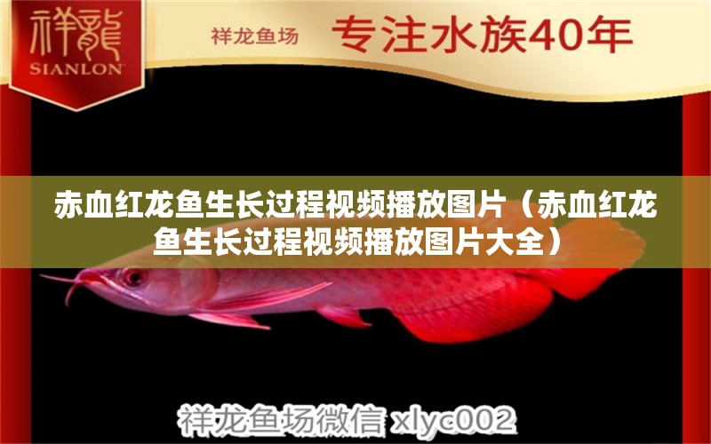 赤血红龙鱼生长过程视频播放图片（赤血红龙鱼生长过程视频播放图片大全） 祥龙鱼场