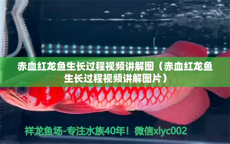 赤血红龙鱼生长过程视频讲解图（赤血红龙鱼生长过程视频讲解图片） 祥龙鱼场