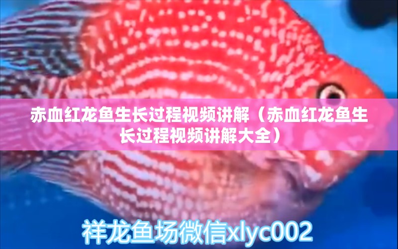 赤血红龙鱼生长过程视频讲解（赤血红龙鱼生长过程视频讲解大全） 祥龙鱼场