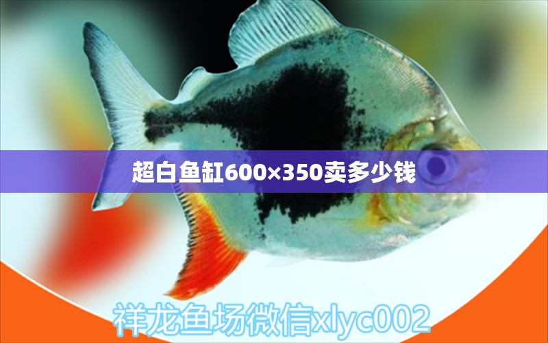 超白鱼缸600×350卖多少钱 iwish爱唯希品牌鱼缸