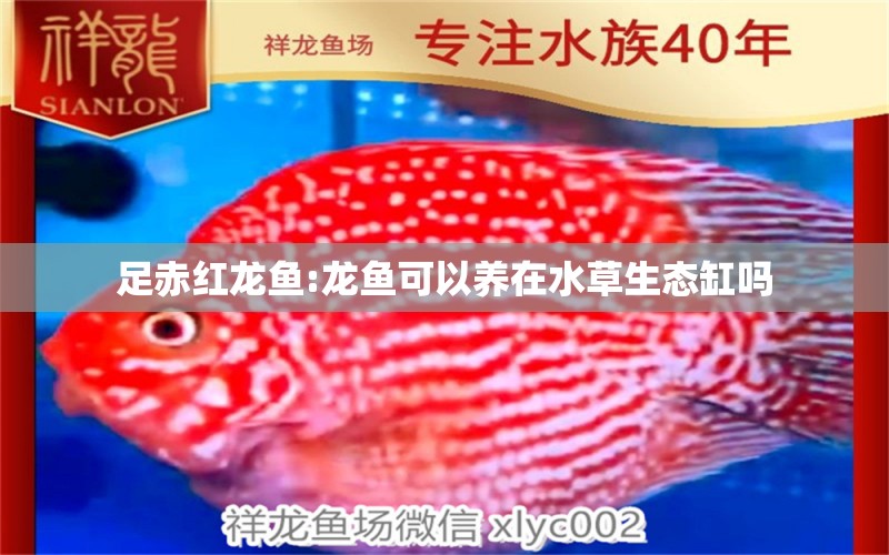 足赤红龙鱼:龙鱼可以养在水草生态缸吗 水草