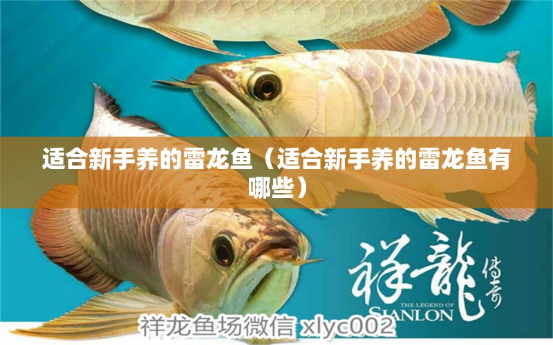适合新手养的雷龙鱼（适合新手养的雷龙鱼有哪些） 广州龙鱼批发市场