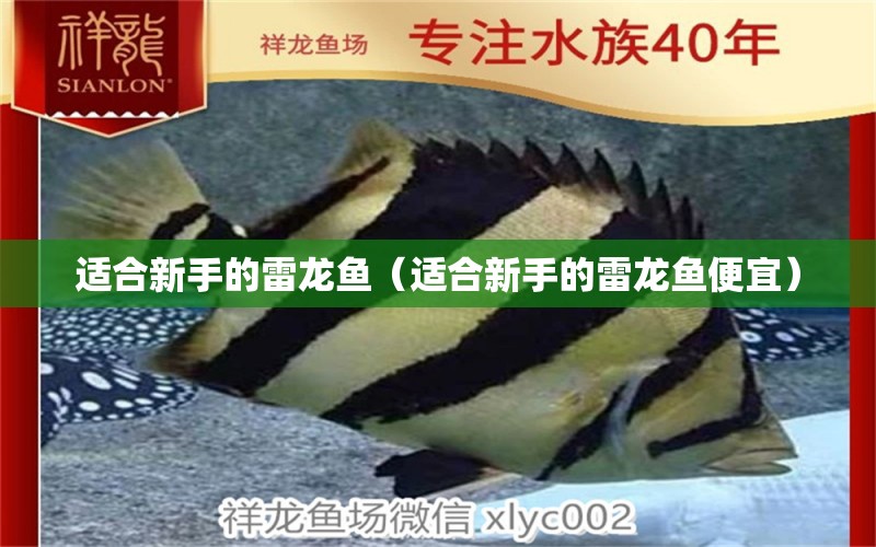 适合新手的雷龙鱼（适合新手的雷龙鱼便宜） 广州龙鱼批发市场