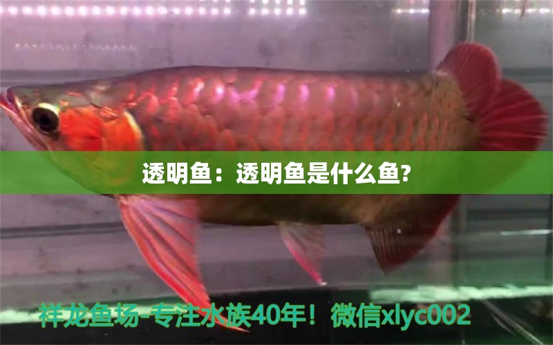 透明鱼：透明鱼是什么鱼?