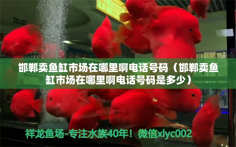 邯郸卖鱼缸市场在哪里啊电话号码（邯郸卖鱼缸市场在哪里啊电话号码是多少）
