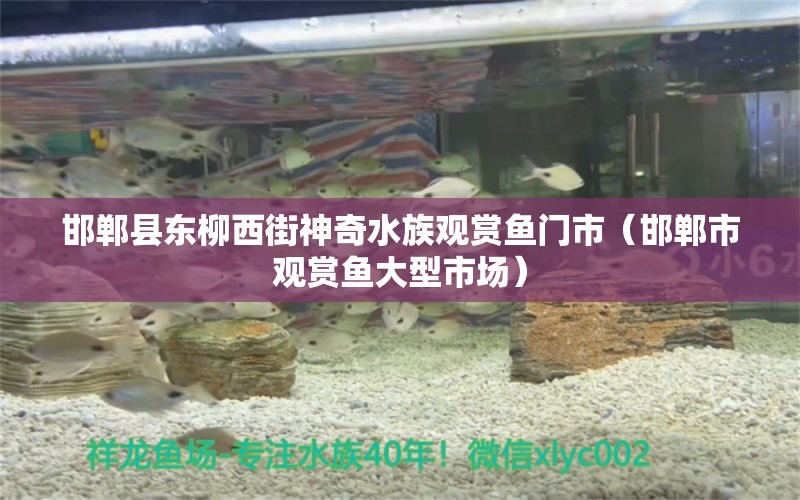 邯郸县东柳西街神奇水族观赏鱼门市（邯郸市观赏鱼大型市场）