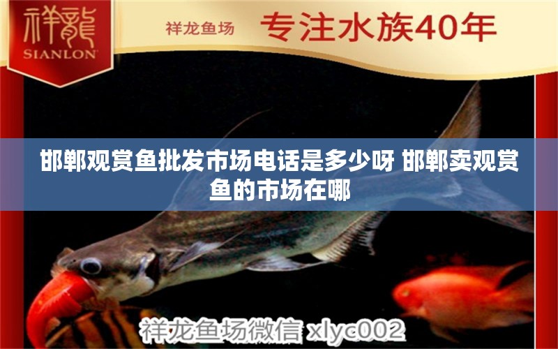 邯郸观赏鱼批发市场电话是多少呀 邯郸卖观赏鱼的市场在哪