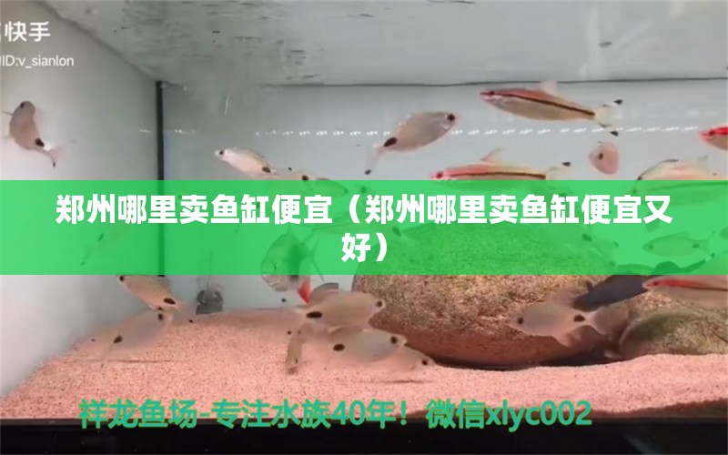 郑州哪里卖鱼缸便宜（郑州哪里卖鱼缸便宜又好） 量子养鱼技术