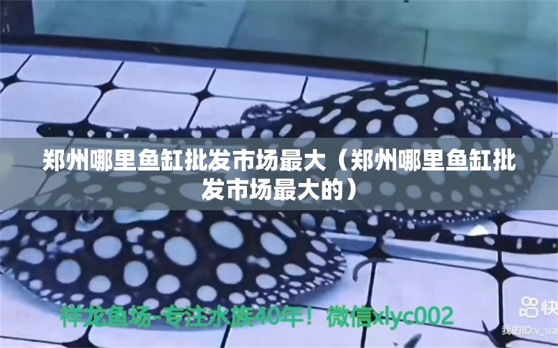 郑州哪里鱼缸批发市场最大（郑州哪里鱼缸批发市场最大的） 慈雕鱼