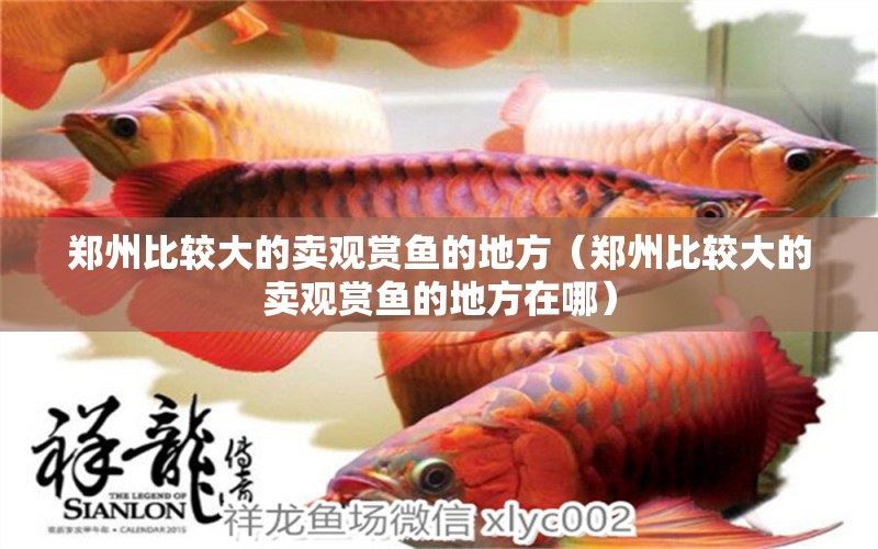 郑州比较大的卖观赏鱼的地方（郑州比较大的卖观赏鱼的地方在哪） 广州龙鱼批发市场
