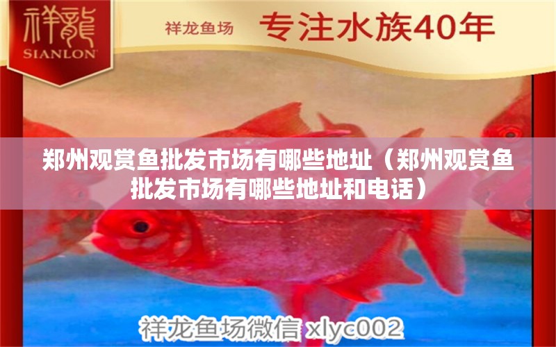 郑州观赏鱼批发市场有哪些地址（郑州观赏鱼批发市场有哪些地址和电话） 观赏鱼批发