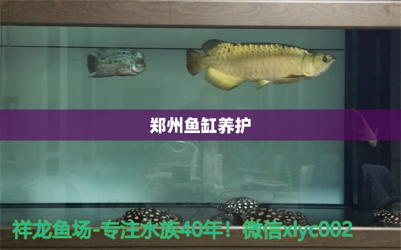 郑州鱼缸养护 其他品牌鱼缸