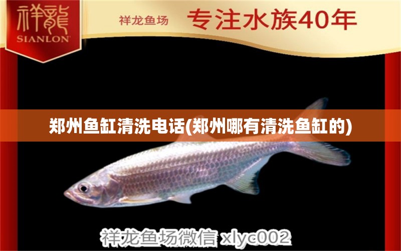 郑州鱼缸清洗电话(郑州哪有清洗鱼缸的) 白子银版鱼