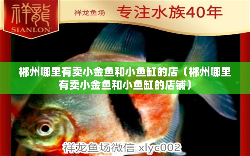 郴州哪里有卖小金鱼和小鱼缸的店（郴州哪里有卖小金鱼和小鱼缸的店铺）
