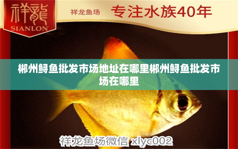郴州鲟鱼批发市场地址在哪里郴州鲟鱼批发市场在哪里 养鱼知识