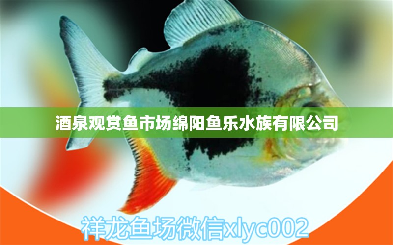 酒泉观赏鱼市场绵阳鱼乐水族有限公司