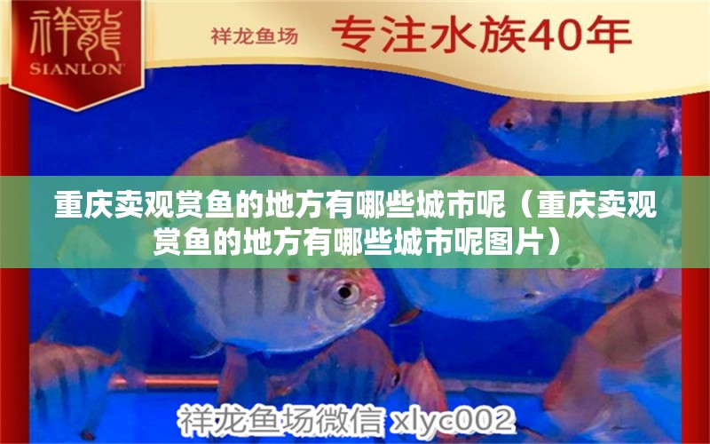 重庆卖观赏鱼的地方有哪些城市呢（重庆卖观赏鱼的地方有哪些城市呢图片）