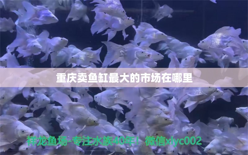 重庆卖鱼缸最大的市场在哪里