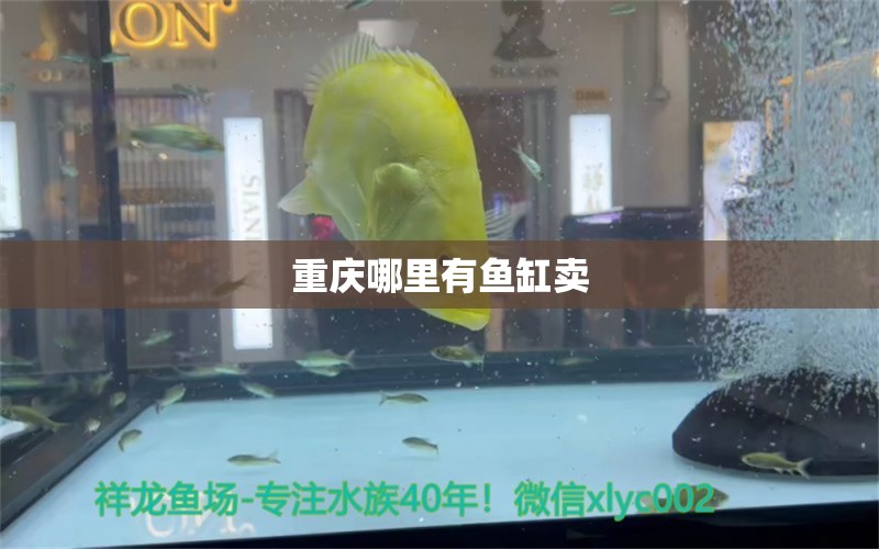重庆哪里有鱼缸卖