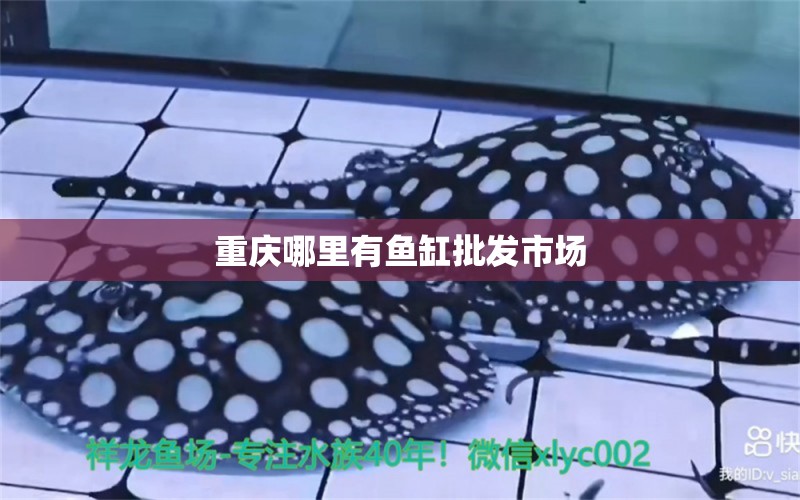 重庆哪里有鱼缸批发市场