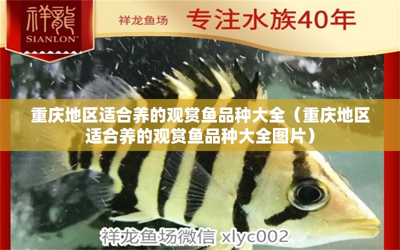 重庆地区适合养的观赏鱼品种大全（重庆地区适合养的观赏鱼品种大全图片） 祥龙水族医院
