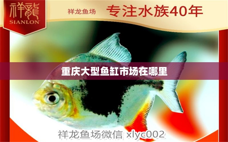 重庆大型鱼缸市场在哪里