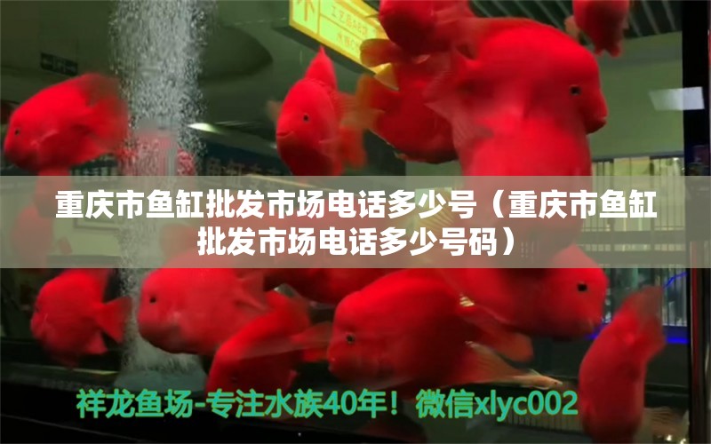 重庆市鱼缸批发市场电话多少号（重庆市鱼缸批发市场电话多少号码） 祥龙水族医院