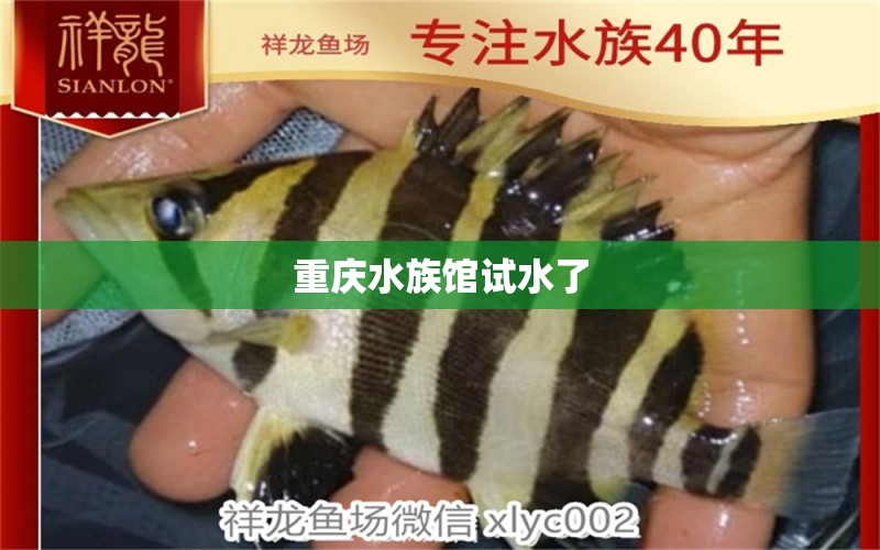 重庆水族馆试水了 细线银版鱼 第2张
