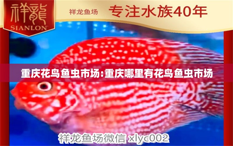 重庆花鸟鱼虫市场:重庆哪里有花鸟鱼虫市场 观赏鱼企业目录