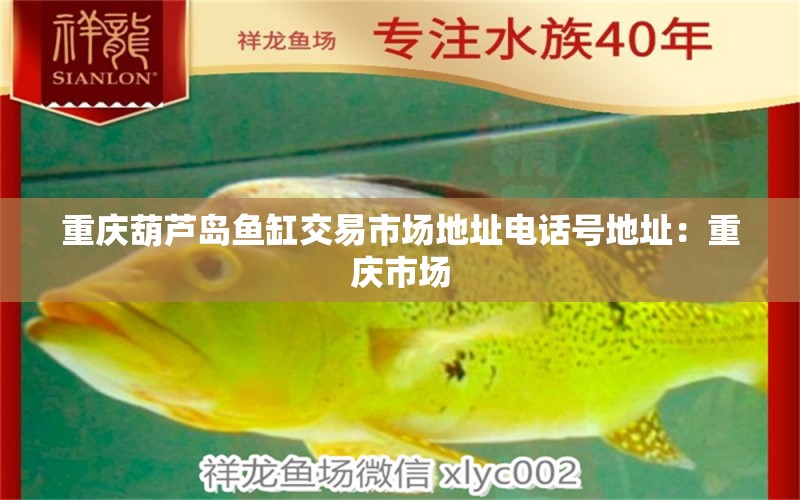 重庆葫芦岛鱼缸交易市场地址电话号地址：重庆市场 观赏鱼疾病
