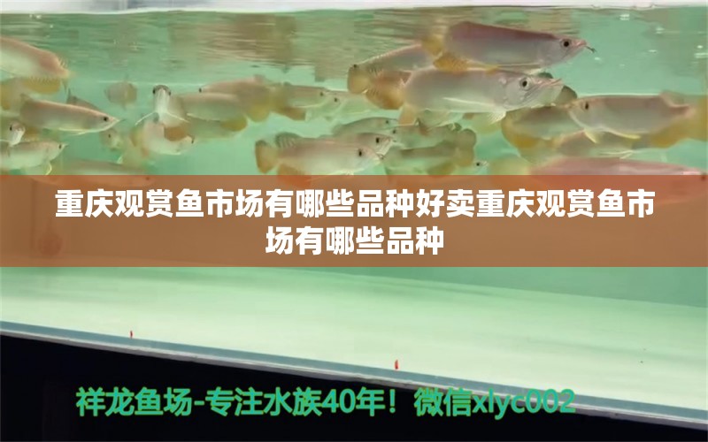重庆观赏鱼市场有哪些品种好卖重庆观赏鱼市场有哪些品种