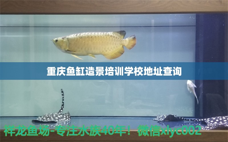 重庆鱼缸造景培训学校地址查询 祥龙鱼场