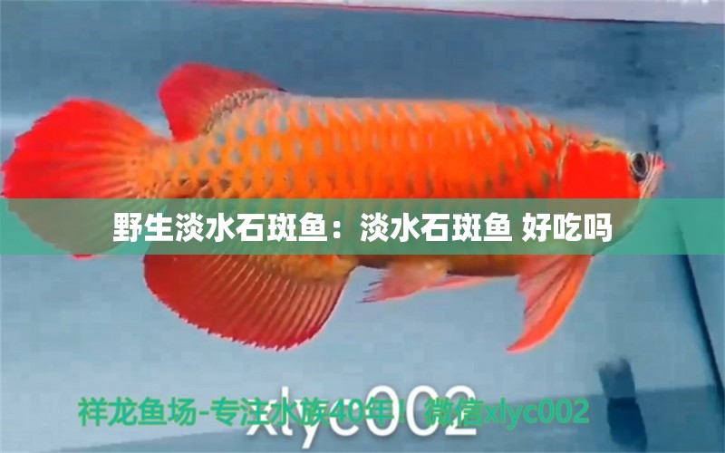 野生淡水石斑鱼：淡水石斑鱼 好吃吗
