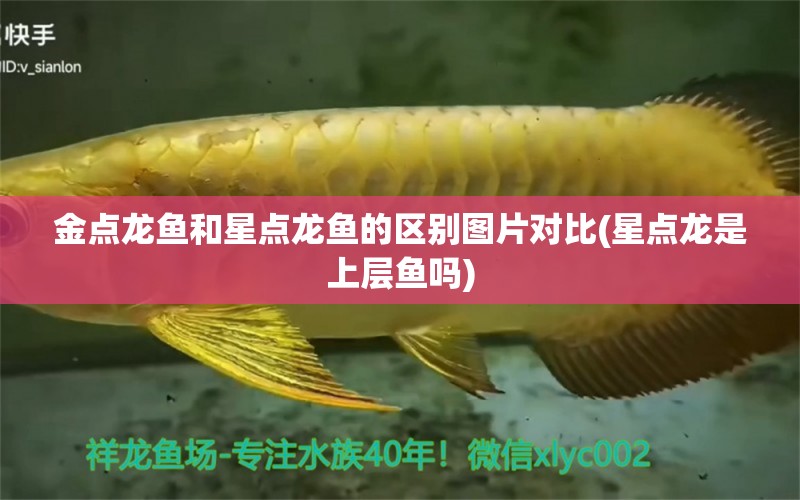 金点龙鱼和星点龙鱼的区别图片对比(星点龙是上层鱼吗) 祥龙水族护理水