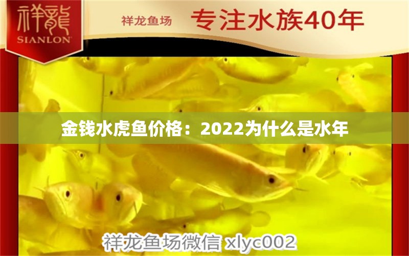 金钱水虎鱼价格：2022为什么是水年