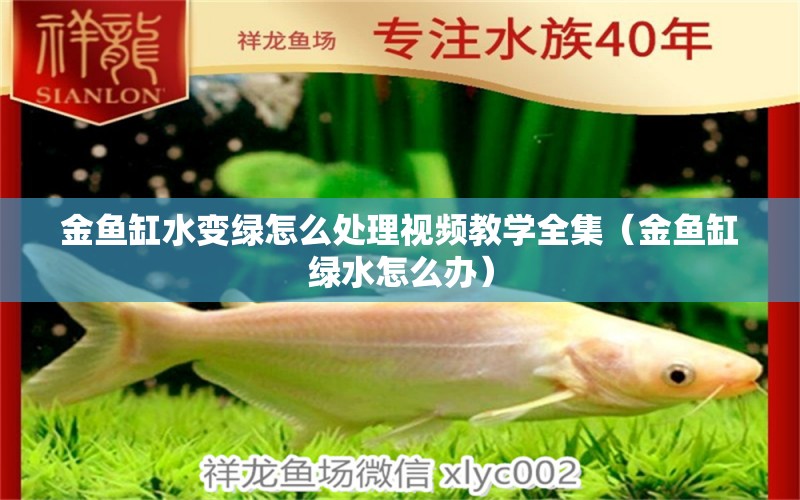 金鱼缸水变绿怎么处理视频教学全集（金鱼缸绿水怎么办） 广州观赏鱼批发市场