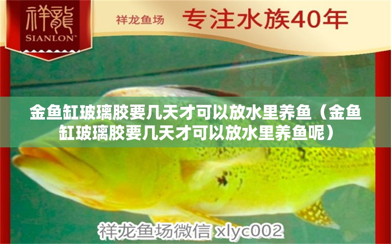 金鱼缸玻璃胶要几天才可以放水里养鱼（金鱼缸玻璃胶要几天才可以放水里养鱼呢）