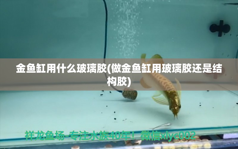 金鱼缸用什么玻璃胶(做金鱼缸用玻璃胶还是结构胶) 金头过背金龙鱼