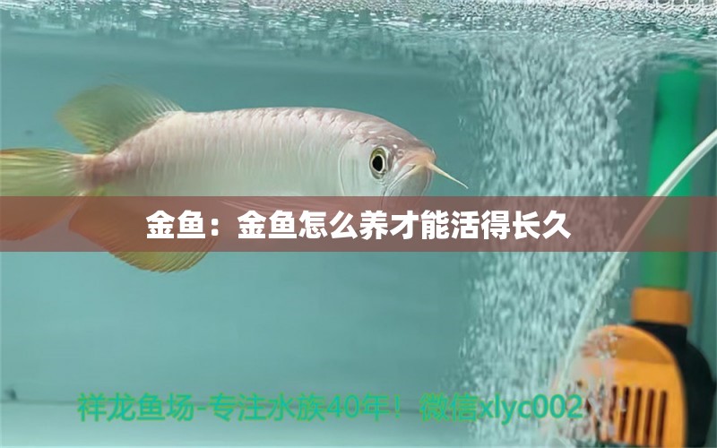 金鱼：金鱼怎么养才能活得长久
