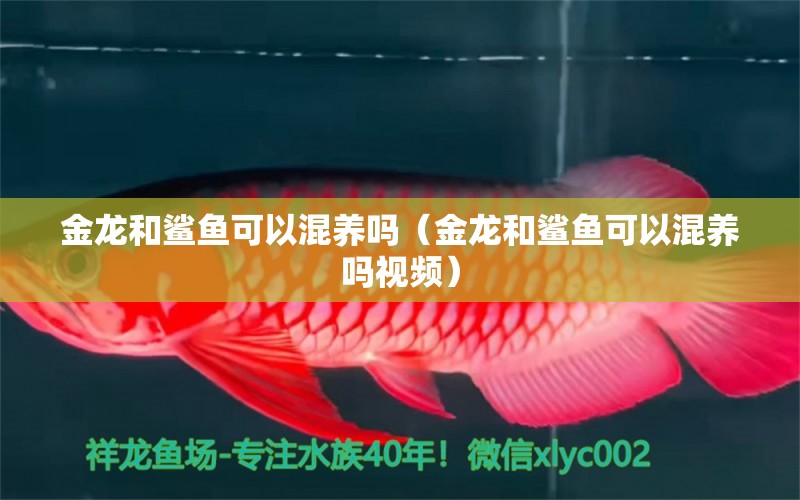 金龙和鲨鱼可以混养吗（金龙和鲨鱼可以混养吗视频） 广州龙鱼批发市场