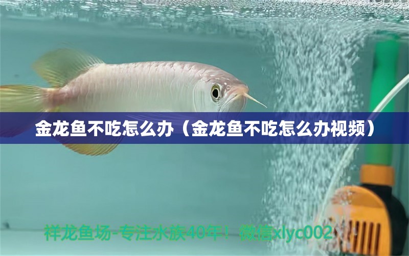 金龙鱼不吃怎么办（金龙鱼不吃怎么办视频） 量子养鱼技术