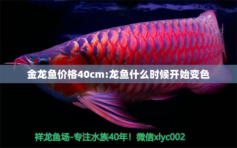 金龙鱼价格40cm:龙鱼什么时候开始变色 龙鱼批发