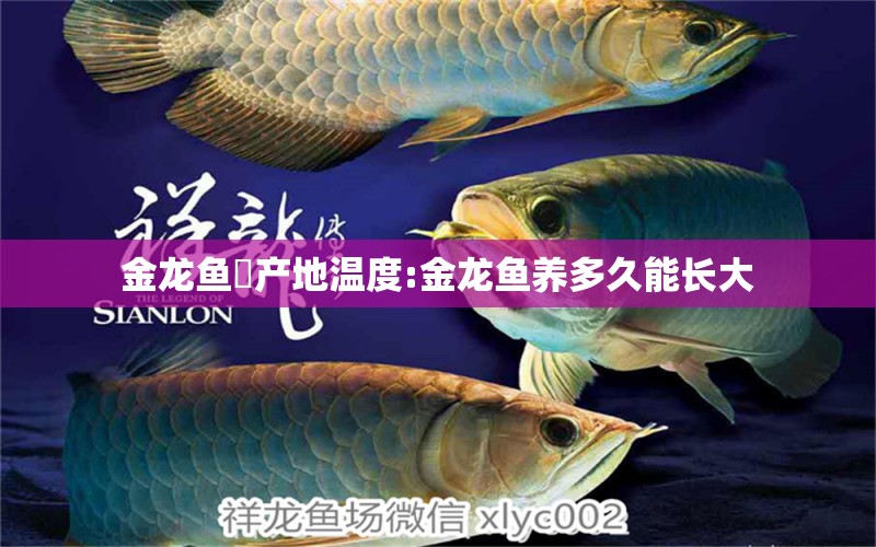 金龙鱼厡产地温度:金龙鱼养多久能长大